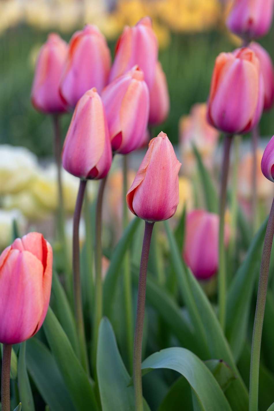 Tulpan 'Apricot Impression'